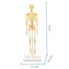 Barnutbildning Toy Science Game Assembled Human Body Skeleton Anatomy Organ Bones Kit Toys for Children