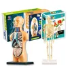 Barnutbildning Toy Science Game Assembled Human Body Skeleton Anatomy Organ Bones Kit Toys for Children