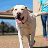 Hundhalsar husdjur listar anpassade namn tagg graverade taggar märke valp gravering personaliserad