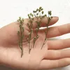 Kwiaty dekoracyjne 60PCS Wciśnięty suszony Conyza canadensis Flower Grass Plant Herbarium do biżuterii Zakładka pocztówka Zaproszenie na telefon