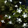 LED -strängar Solar Garden Light LED Flower Lighting Fairy String Lights Outdoor Christmas Chain Lamp Blossom Festoon Party Home Decoration P230414