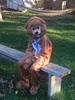 Brown Bear Mascot Costumes Halloween Fancy Party Dress Cartoon Posta