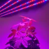 Strisce Phyto LED Lampada per la crescita della striscia di luce per piante 2835 Nastro idroponico a spettro completo per piante da seme Coltivazione di serre Strisce LED impermeabiliLED