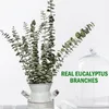 Fleurs décoratives Branches séchées, 12 pièces, vraies tiges naturelles, pour douche, mariage, bricolage, pervenche artificielle