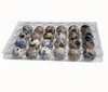 1000pcs 24 Holes Quail Eggs Container Plastic Boxes Clear Eggs Packing Storage Box Tray Retail Packing