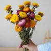 Dekoracyjne kwiaty suszone kwiat naturalny stokrotka mama w pomieszcze