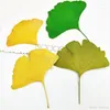 Dekorativa blommor 100 st torkade naturliga pressade ginkgo biloba blad torra blommor blommor klistermärke skönhet nagelkonst bokmärken