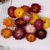 装飾的な花20pcs 50pcs乾燥ストローchrysanthemumヘッド