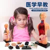 Outros brinquedos quebra-cabeças infantis brinquedos iluminação educação esqueleto humano haste órgão montagem meio corpo modelo auxiliares de ensino 231107