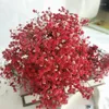 Dekorativa blommor 30g/70 g per gäng rosa gipsophila torkad blomma möbler dekor flores flores verkligen planterar knoppar hem möbler vardagsrum