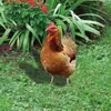 Garden Decorations Chicken Decor Hen Statue 2D Acrylic Weatherproof Lawn Ornament Figurines For Outdoor Patio