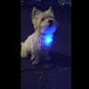 LEDフラッシングペットカラー犬猫子犬LEDナイトセーフペダントペダントペットバックルネクタイカラートレーニングウォーキング用品TransPor8004260 ZZ