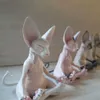 Nuevo gato Sphynx de 8/13cm, figura de gato de resina meditada, modelo Animal, muñeca, juguetes, figura de gato sin pelo, decoración del hogar, estatua de jardín al aire libre