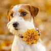 Hond Kleding 50 Stuks Thanksgiving Accessoires Herfst Verschuifbare Strikjes Kraag Voor Huisdier Oranje Strikjes Honden Huisdieren Verzorgingsproducten