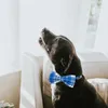 Hundhalsar Elegant Little Tail Collar Boy Bowtie Blue Justerbara bågar