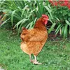 Garden Decorations Chicken Yard Acrylic Hen Sculpture Grover Plug Rooster Stakes Sign Simulation for Backyard Lawn och