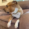 Köpek yakaları Pet zinciri köpek yaka tasma 17mm altın paslanmaz çelik kolye Fransız bulldog pitbull yaka kayış damla evcil hayvan tedarikçileri 231110