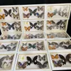 Dekorativa föremål Figurer Vackra fjärilsprov Dekorativ målning Insamling Butterfly P Artwork Decoration Wedding Home 230411