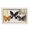 Decoratieve objecten Figurines Beautiful Butterfly Specimen Decoratieve schildercollectie Butterfly P Artwork Decoratie Wedding Home 230411