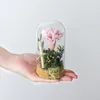 Bottles 4sets/pack 8 15cm Cork Base Glass Dome Home Decoration Transparent Storage Cover Friend Favor Gift Wedding Live Prop