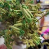 Dekorativa blommor 5st gulgrön färg känguru klo odödliga blommor buketter naturliga växter som dör grupp juldekor