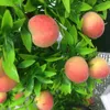 Dekorativa blommor chic simulering bonsai iögonfallande falskt persikfruktträd delikat plast konstgjord för balkong