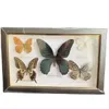 Dekorativa föremål Figurer Vackra fjärilsprov Dekorativ målning Insamling Butterfly P Artwork Decoration Wedding Home 230411