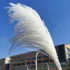 2pcs Fashion Decorative Flowers & Wreaths Ear 15-30cm Real Natural Reed Dried Flower Small Bulrush Bouquet Pampas Grass Home Decor Wedding Party Decoration