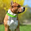 100 pz/lotto Collari Per Cani Riflettenti Morbido Neoprene Imbottito In Nylon Traspirante Collare Per Animali Domestici Regolabile Per Cani di Taglia Media 5 Dimensioni