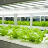 Grow Light, 2FT T8 LED-Röhre Pflanzenwachstumslampe 80 W (20 W x 4), Vollspektrum-Lichter, Timing, verbindbare Wachstumslichter für Indoor-Pflanzensämling-Hydroponik wachsen Zeltsamen