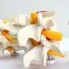 Freeshipping human anatomi skelett ryggrad 4-steg lumbal vertebral modell hjärnskalle traumatiska undervisning leveranser iltcu