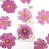 Fleurs décoratives 120 pièces séchées pressées naturelles violet Cosmos Bipinnata Cav. Fleur pour carte postale, cadre Po, bijoux, marque-page, artisanat, bricolage