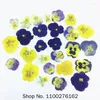 Fleurs décoratives 120 pièces pressées séchées Viola tricolore L. Plantes à fleurs herbier pour bijoux carte postale signet étui de téléphone fabrication bricolage