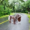Hundkläder husdjur kostym långvarig elastisk mjuk stark konstruktion mycket skydd regn kappa vattentätt