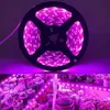 GROEP LICHTEN 5V USB LED GROW LICHT VOLLEDIG Spectrum 0,5-4 m Plant Purple Light Strip Phytolamp voor kas tent bloem groente zaailing groei p230413