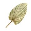 Decorative Flowers Ikebana Vases Dried Palm Spears Vintage Decor Tropical Leaves Real Pressed Handheld Fans Big Natural Leaf Pu