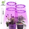 Grow Lights Annular LED -växtljus liten tillväxt Ljus USB Timing Dimning Lämplig för inomhusväxten Krukut saftig fiskbehållare P230413