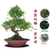 Planterare kinesiska utsökta blomkruka keramiska stora lila sandkruka grön rädisor orkidéer andas vardagsrum dekoration bonsai pott