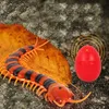 Electric/RC Animals Tricky Creative Remote Control Animal Centipede Electronic Pet Model Simulation Animal Centipede Children's Education Toys Q231114
