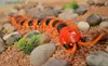 Animaux électriques/RC EBOYU nouveauté IR RC Scolopendra simulatif télécommande Animal jouet électrique drôle nouveauté terrifiant noël enfants cadeau Q231114