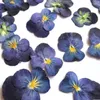 Kwiaty dekoracyjne 10pcs/działka dwa kolor słodki fiolet mały wysuszony konserwowany materiały kwiatowe do majsterkowania zakładki do telefonu komórkowego karta powłoki