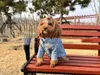 Abbigliamento per cani all'ingrosso Primavera / Estate T-shirt sottile Marchio di moda Manica corta Piccolo cane Teddy Schnauzer Corgi Pet Vestito genitore-figlio