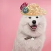 Robes de chien cosplay chapeau de compagnie de compagnie de compagnie petite paille sombrero chapeaux cassette habille la coiffe