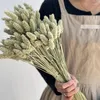 Fiori decorativi Naturali Reali conservati Gemma secca Erba Phalaris Bouquet fai da te per la festa di nozze Soggiorno Hoom Decor Puntelli regalo di festa