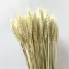 Decorative Flowers 50pcsDecorations Wheat Spike Dried Natural Wedding Tail Craft Book Bouquet Eid Mubarak Decoration 2