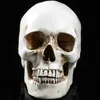 Lifesize 11 Модель человеческого черепа Реплика Смола Медицинская анатомическая трассировка Медицинское обучение Скелет Хэллоуин Украшение Статуя Y201229k