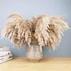 Decorative Flowers Boho Home Style Fluffy Pampas Grass Shor Brown White Natural Dry Pompas Wedding Arrangement Party Decoration