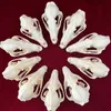 Decorative Objects Figurines Real Taxidermy Animal Skull Bones for Craft Decoration Home Specimen Collectibles Study Special Gifts 230418