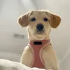 Step -in Air Dog Harness - All Weather Mesh Steg i västens sele för små och medelstora hundar av bästa husdjursmaterial