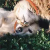 Colarinho de cachorro colarinho calmante de animais de estimação, mantendo calma ao ar livre anti-ansiedade de gato anel de pescoço de animais de estimação laranja para 70cm